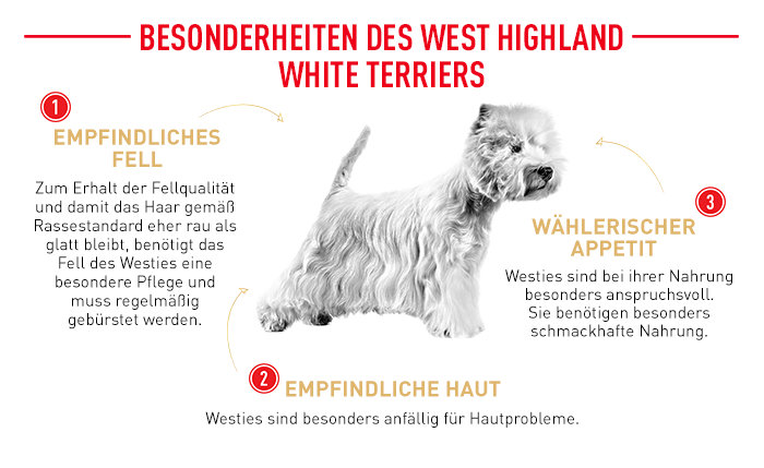 RoyalCanin_BHN_West_Highlight_White_Terrier_besonderheiten.png