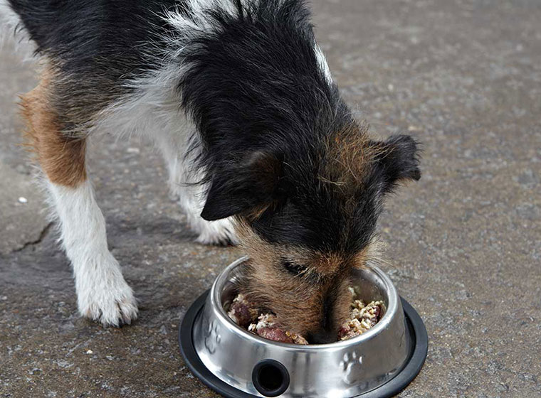Vysoký obsah masa v krmivu pro psy