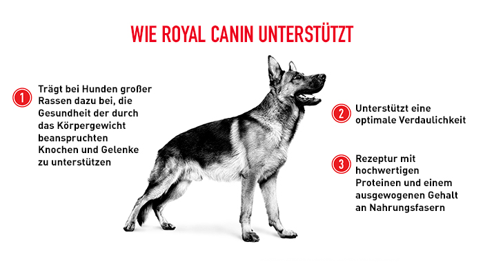 royal-canin_bhn_labrador_puppy_rc_unterstuetzt_web.jpg