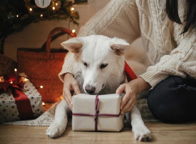 Vánoční dárky pro psy