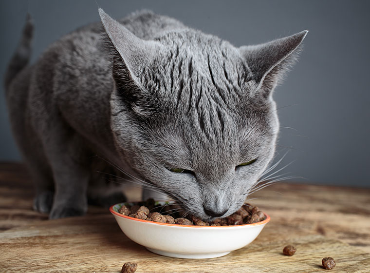 Jak změnit kočce krmivo?
