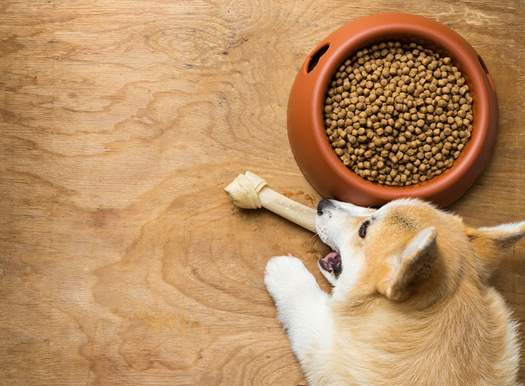 Jak změnit psovi krmivo?